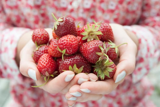 Closeup of female hands holding freshly picked strawberries