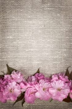 Border of pink cherry blossoms row on natural rustic linen background
