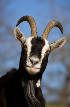 Goat