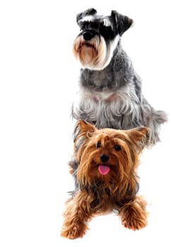 Schnauzer and Yorkshire Terrier - Dogs on white background. Studio shot