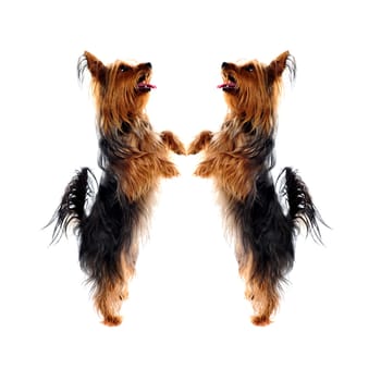 Two loving Yorkshire Terrier pets standing on legs and looking upwards