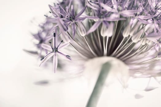 Closeup of pink and purple flowering onion flower head from below