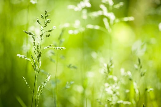 Summer flowering grass and green plants in June sunshine with copy space