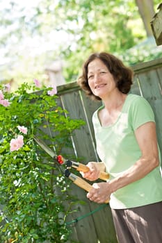 Happy senior woman gardening and pruning rose bush with clippers