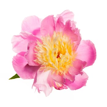 Pink and yellow peony flower isolated on white background