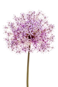 Pink and purple flowering onion flower isolated on white background