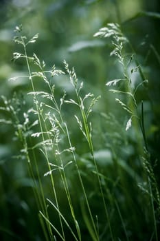 Summer flowering grass and green plants on June evening