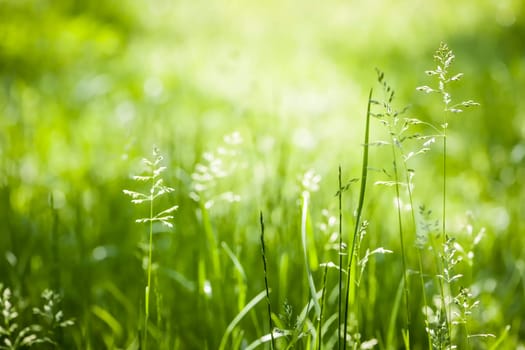 Summer flowering grass and green plants in June sunshine with copy space