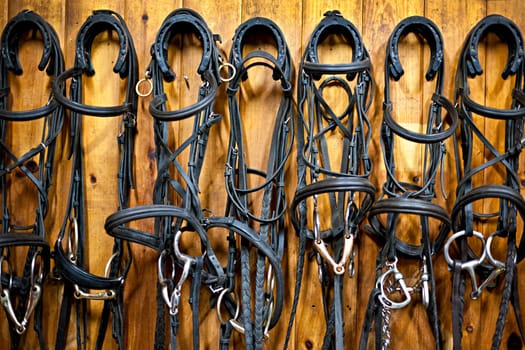 Leather horse bridles and bits hanging on wall of stable
