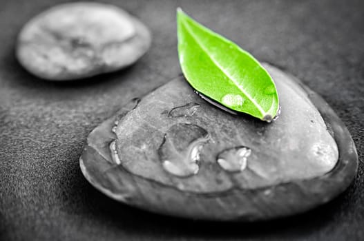 Black and white zen stones submerged in water with color accented green leaf