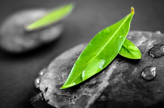 Black and white zen stones submerged in water with color accented green leaves