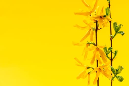 Spring yellow background with fresh forsythia flowers and branches