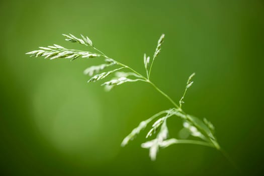 Macro closeup of flowering grass - natural details