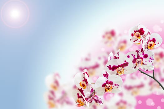 White purple spotted orchid flowers on gradient bokeh background with free place for your text