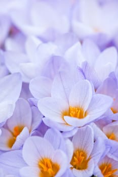 Closeup of many beautiful light purple crocus flowers blossoming