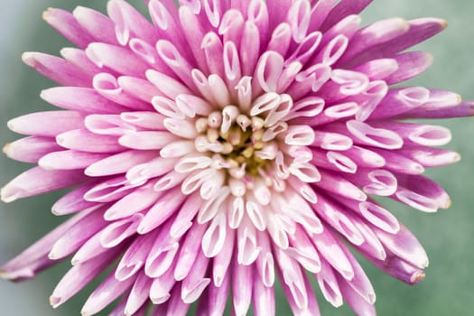Macro closeup of pink chrysanthemum flower blossom