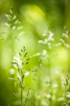 Summer flowering grass and green plants in June sunshine with copy space