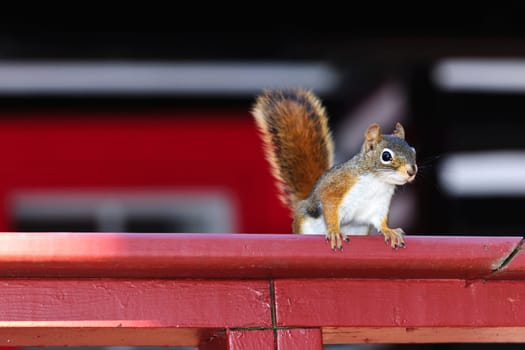 Alert tree squirrel with bushy tail on wooden red railing