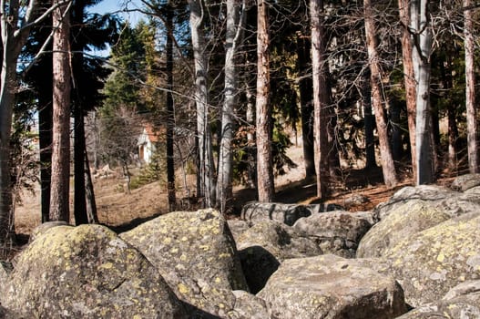 Mountain house behind morains and pine trees