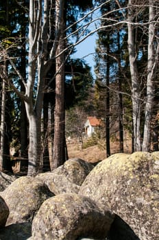 Mountain house behind morains and pine trees