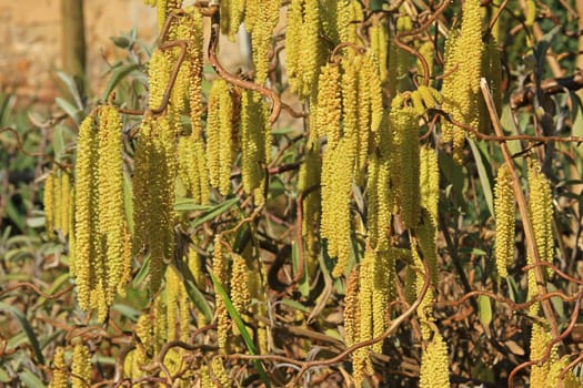 Male flower kittens on a hazelnut shrub (Corylus avellana)