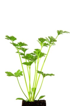 Young plant of celery (Apium graveolens) exempted against a white background