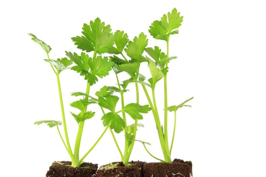 Parsley (Petroselinum crispum) - Young plants exposed against a white background