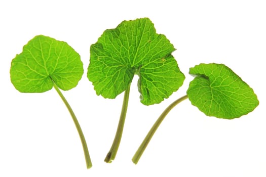 Wasabi (Eutrema japonicum) three leaves exposed against a white background