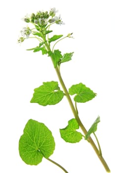 Wasabi (Eutrema japonicum) flowering plant exposed against white background