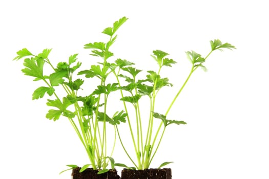 Two young plants of celery (Apium graveolens) exposed against a white background
