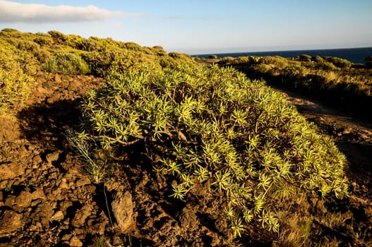 Cactus in the Desert at Sunset Tenerife South Canary Islands Spain