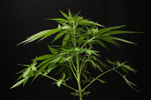 Young Green Leaf Cannabis Indica Plant Marijuana