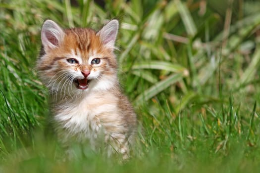 Cats Baby