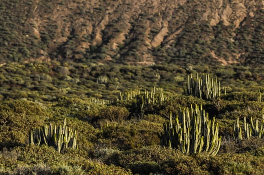 Cactus in the Desert at Sunset Tenerife South Canary Islands Spain