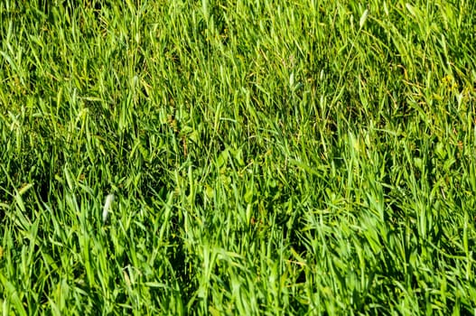 Texture Grass Background Pattern on an Isolated Field