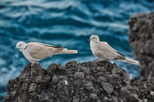 Pigeon on the Volcanic Rocks nea Atlantic Ocean