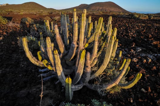Cactus in the Desert at Sunset Tenerife South Canary Islands Spain