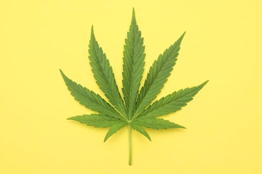 Green Fresh Marijuana Leaf with Seven Tips
