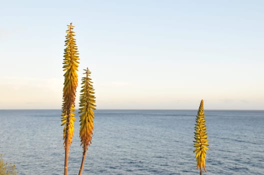 Aloe Vera Flower Detail near the Atlantic Ocean in Tenerife