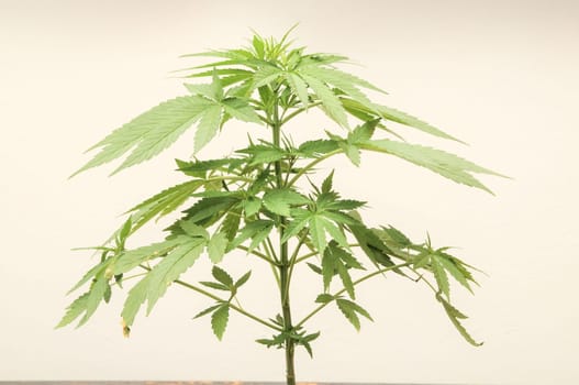Young Green Leaf Cannabis Indica Plant Marijuana