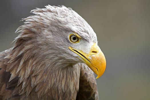 Sea eagle bird of prey
