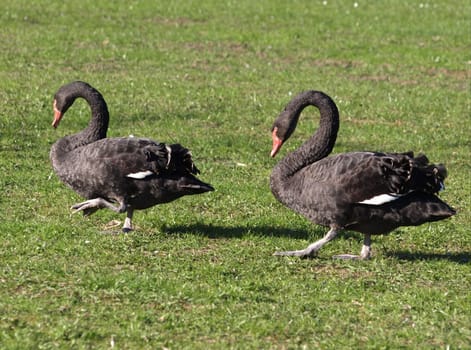 Mourning Swans