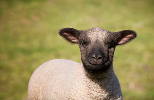 Lamb