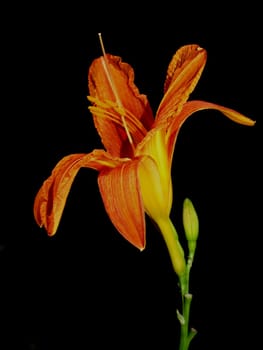 Daylily