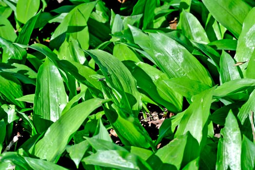 Wild garlic in the forest