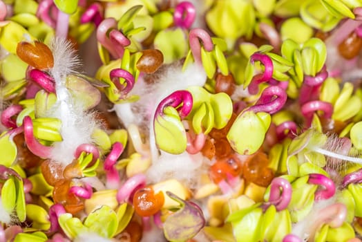 Radish sprouts