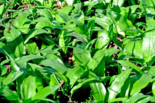 Wild garlic in the forest