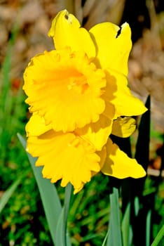 Daffodil