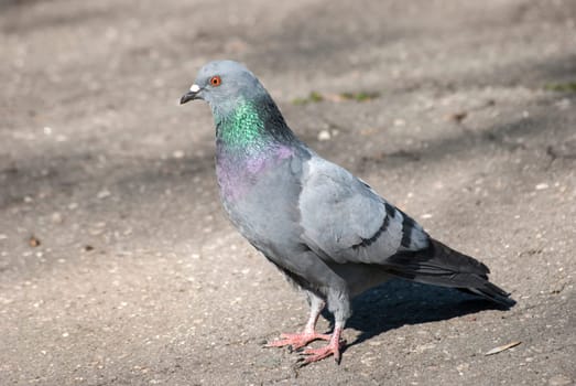 Rock dove on asphalt city park alley background