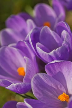 Detailed view of a purple crocus in bloom. Symbol of spring.